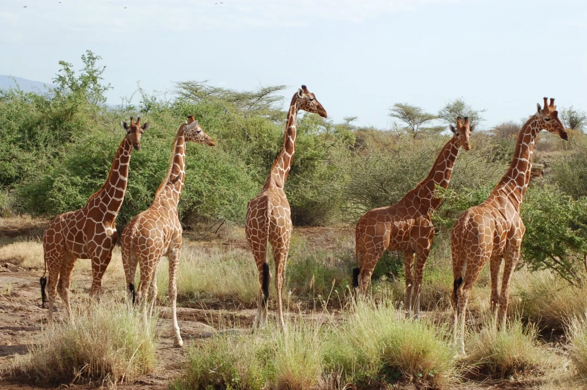 Safari in Kenya