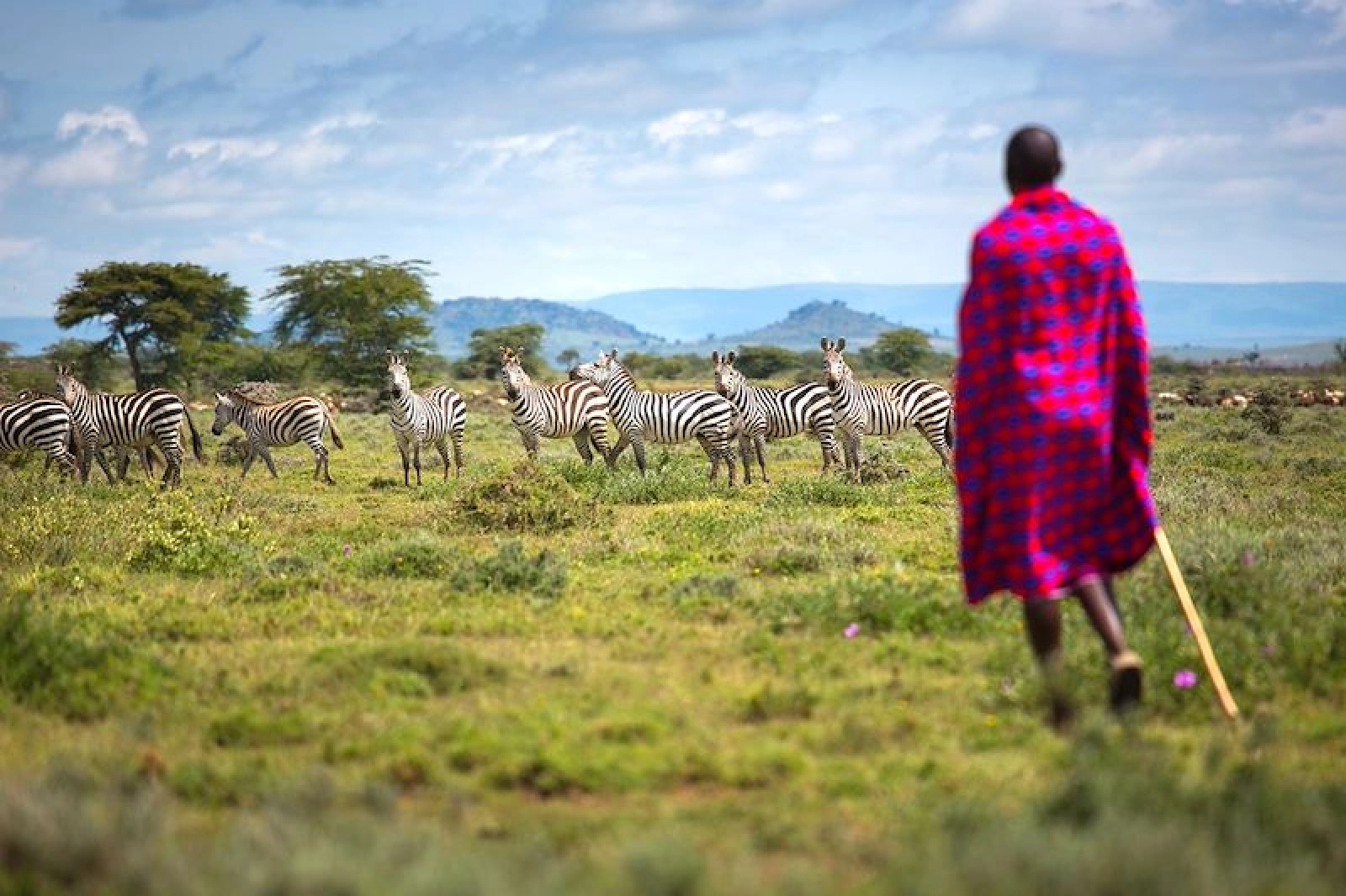 Safari in Kenya