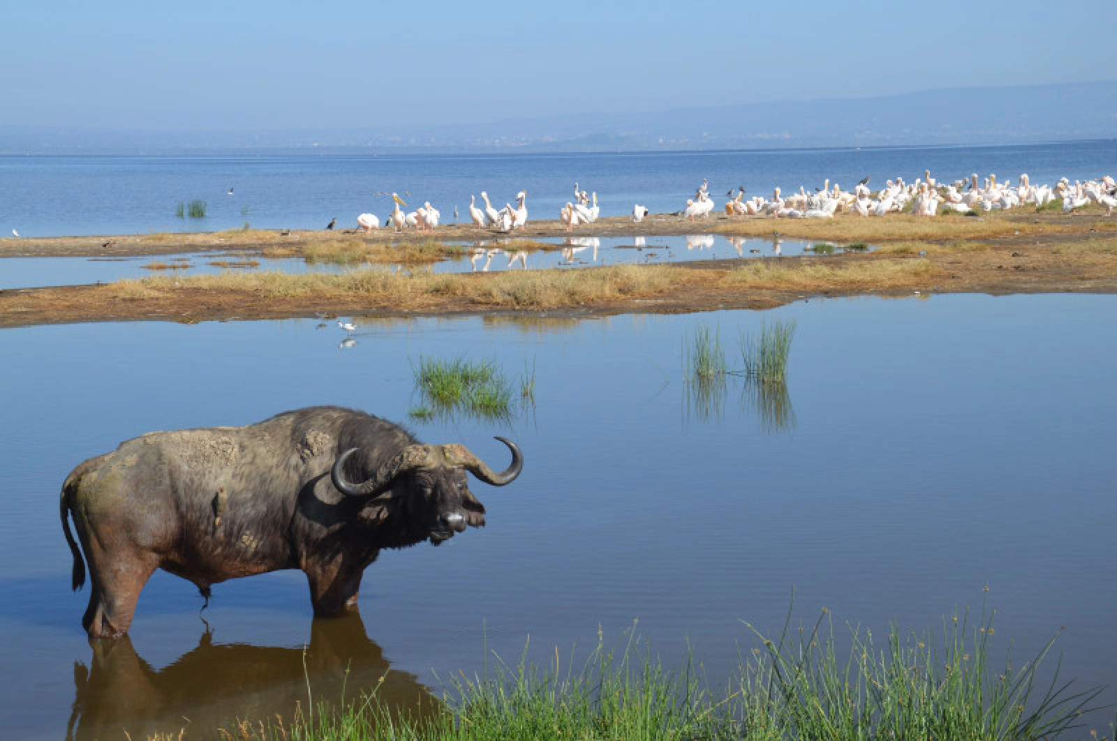 Safari in Kenya