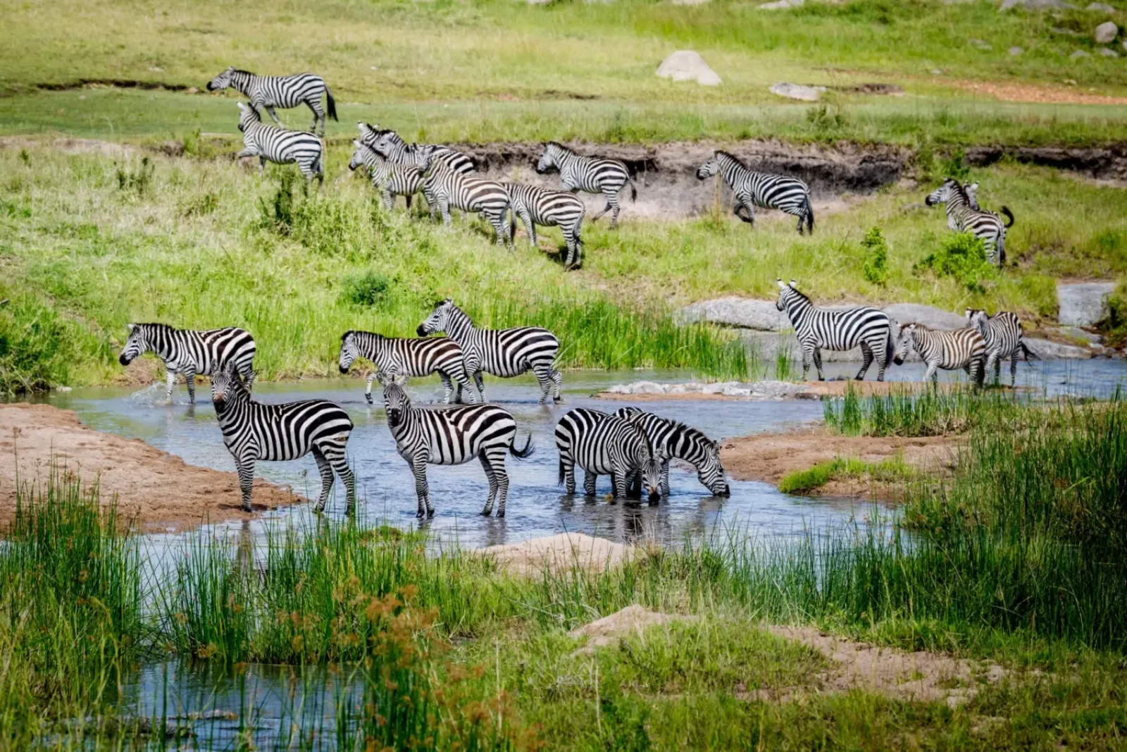 Safari in Kenya