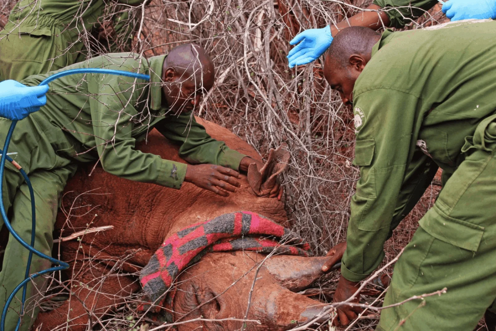 Safari in Kenya