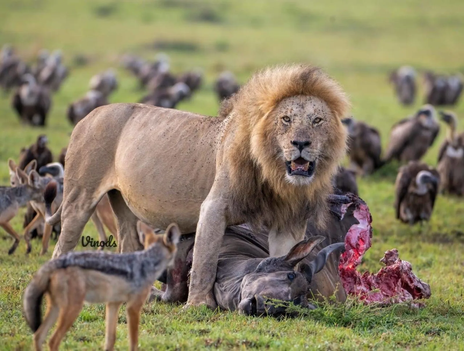 Safari in Kenya