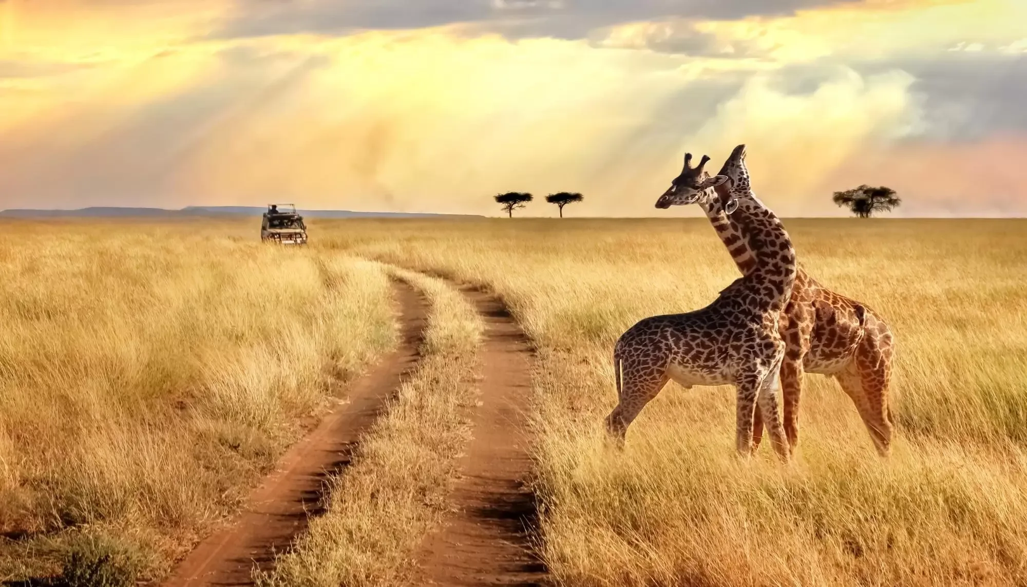 Safari in Kenya