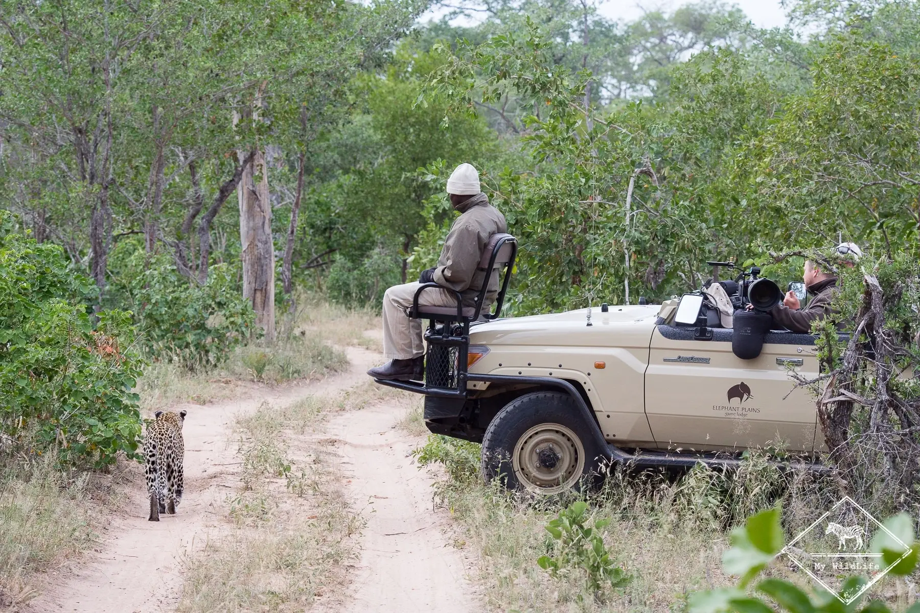 Safari in Kenya