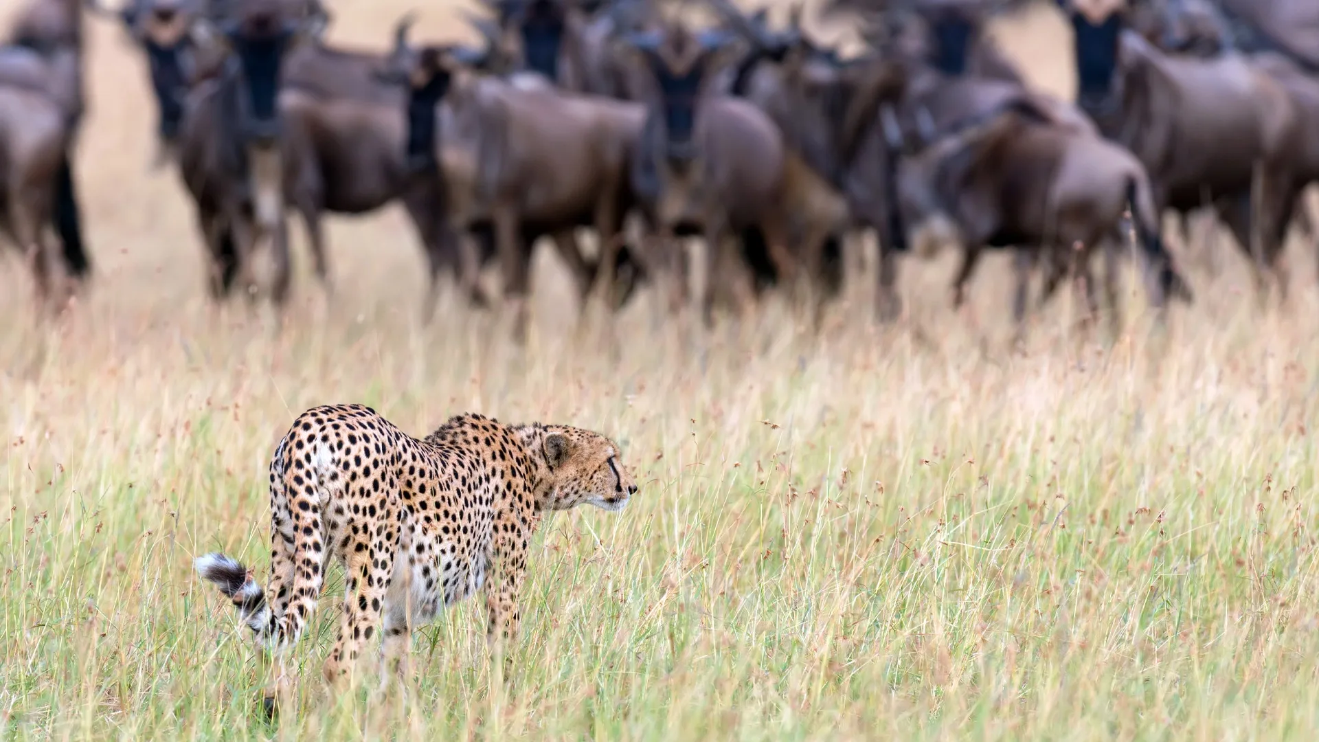 Safari in Kenya