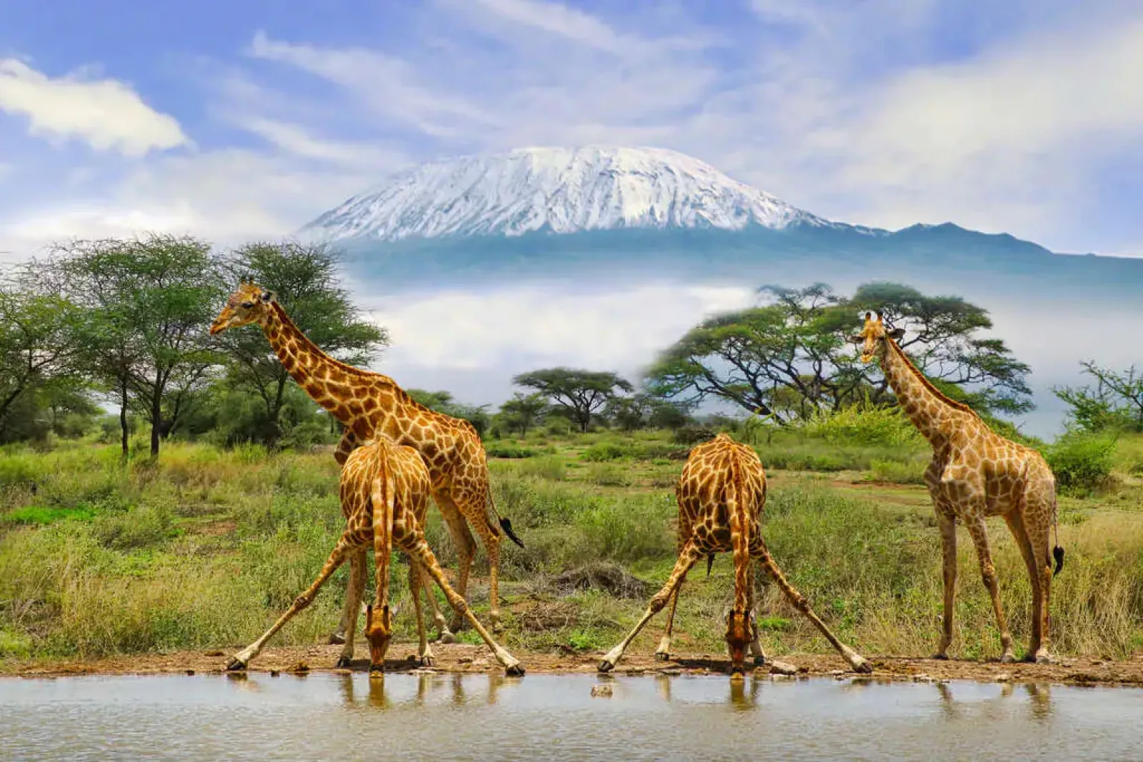 Safari in Kenya
