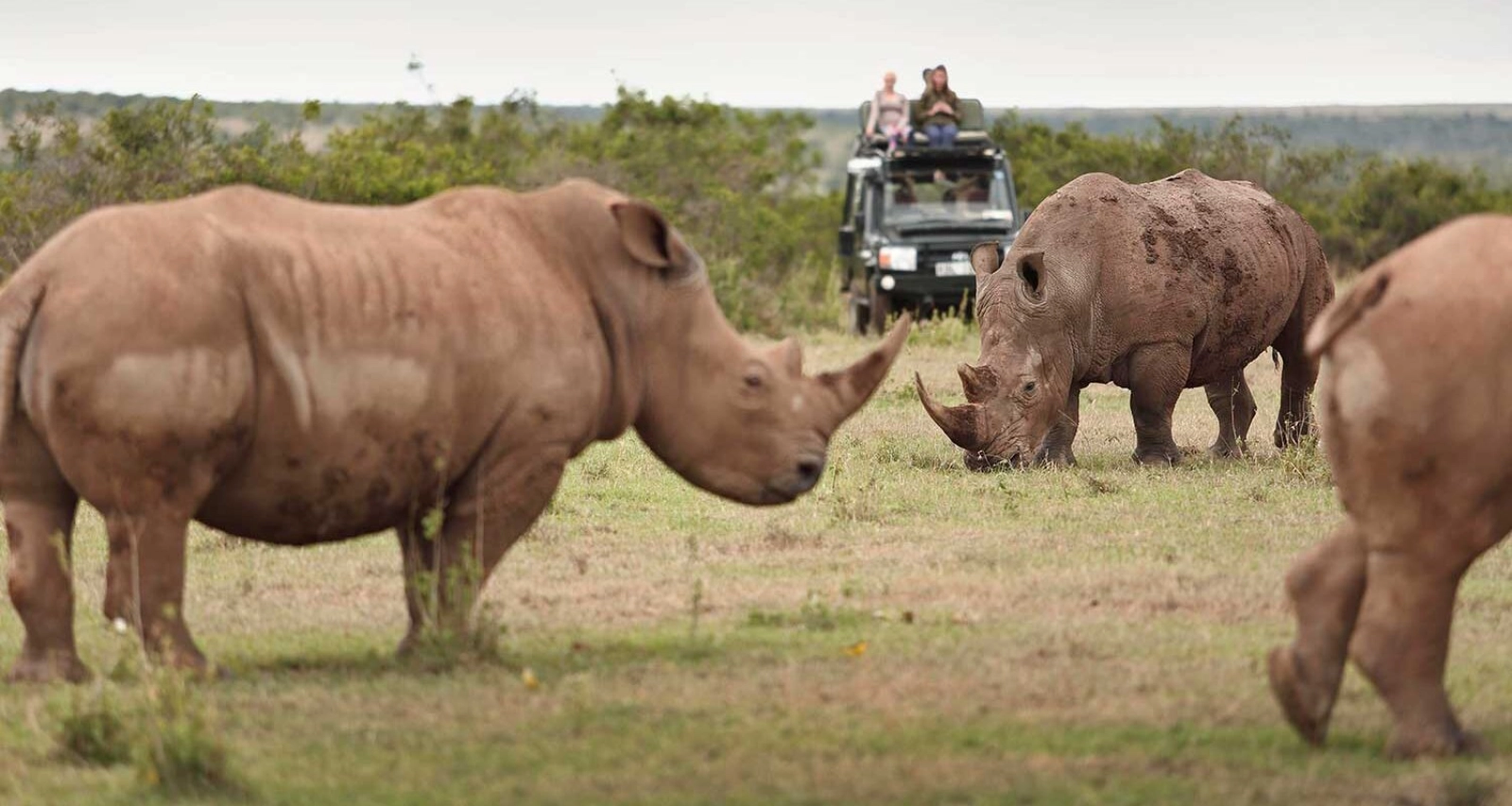 Safari in Kenya