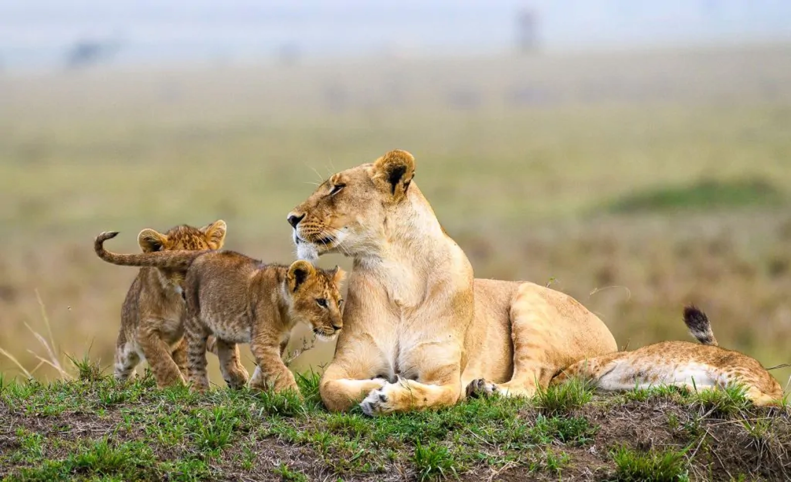 Safari in Kenya