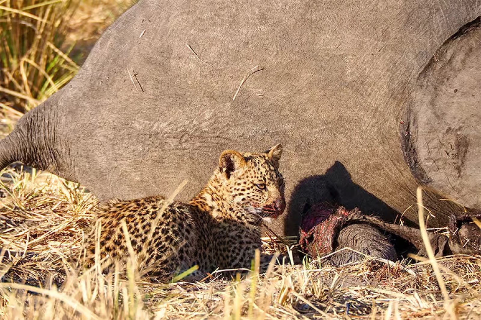 Safari in Kenya