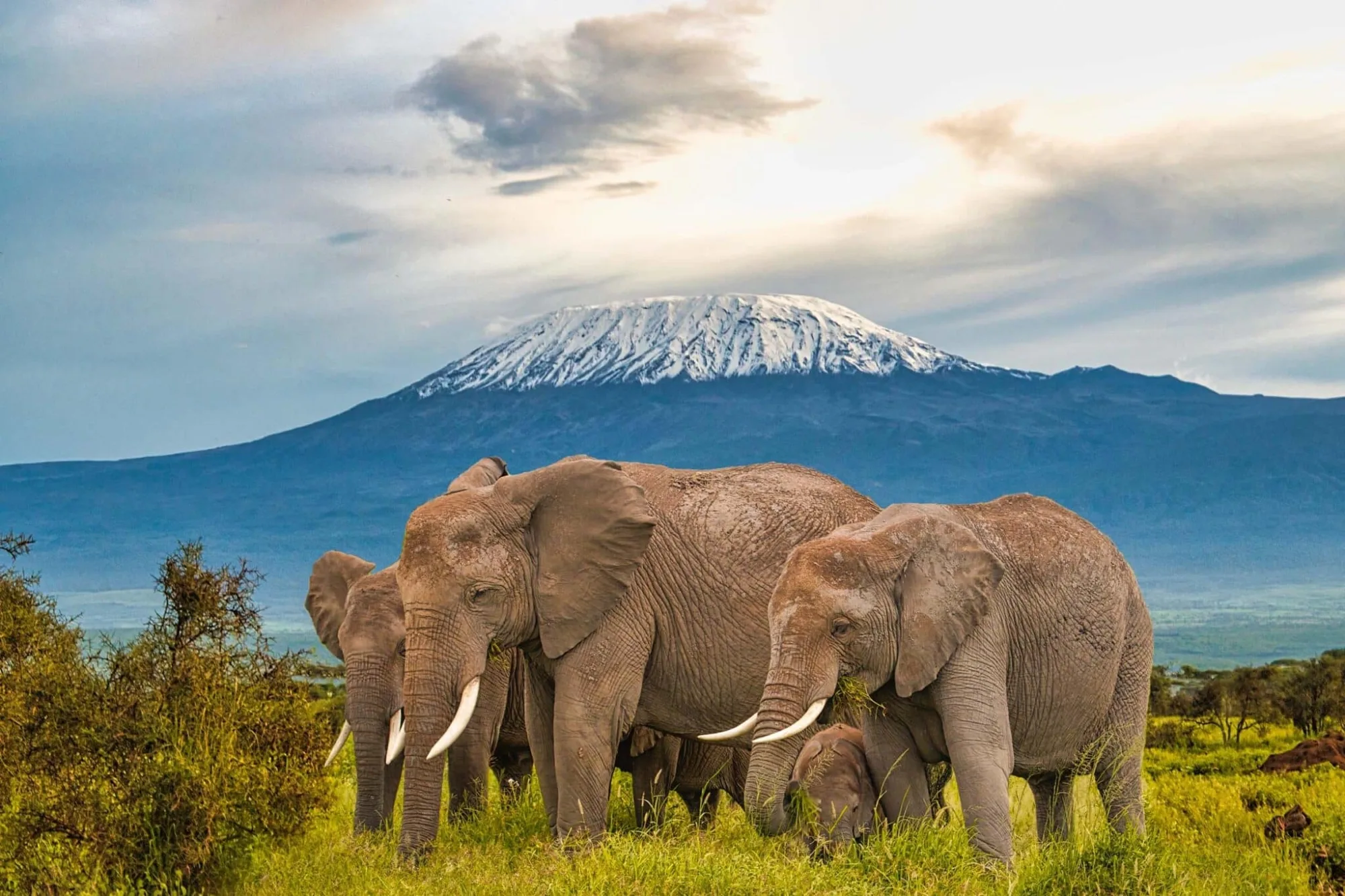 Safari in Kenya