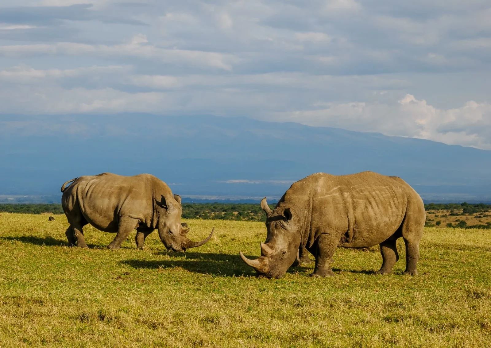 Safari in Kenya