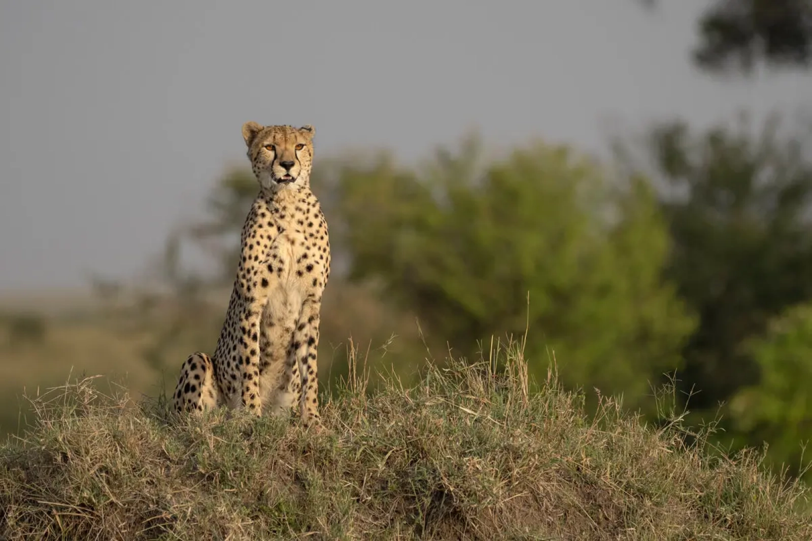 Safari in Kenya