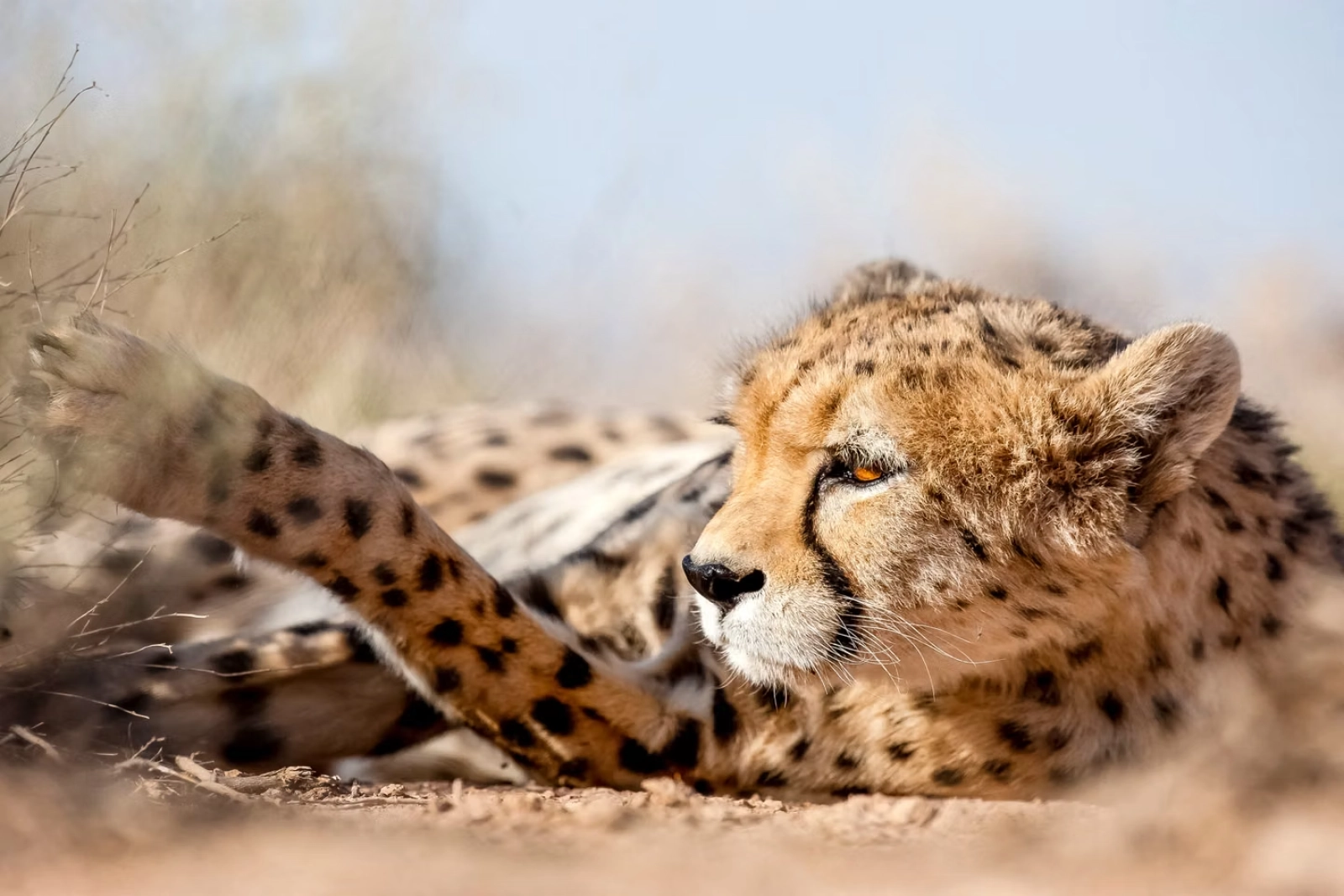 Safari in Kenya