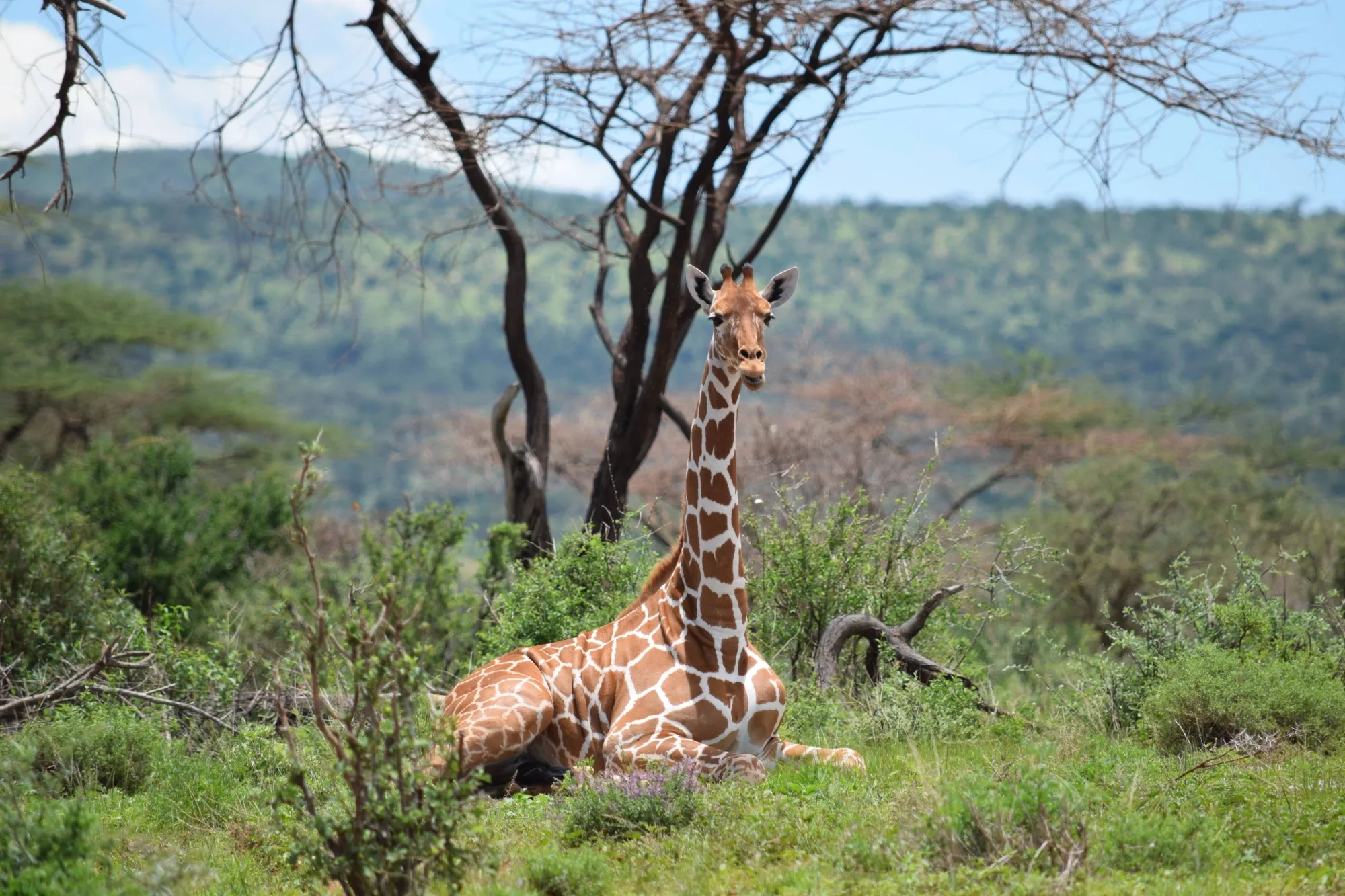 Safari in Kenya