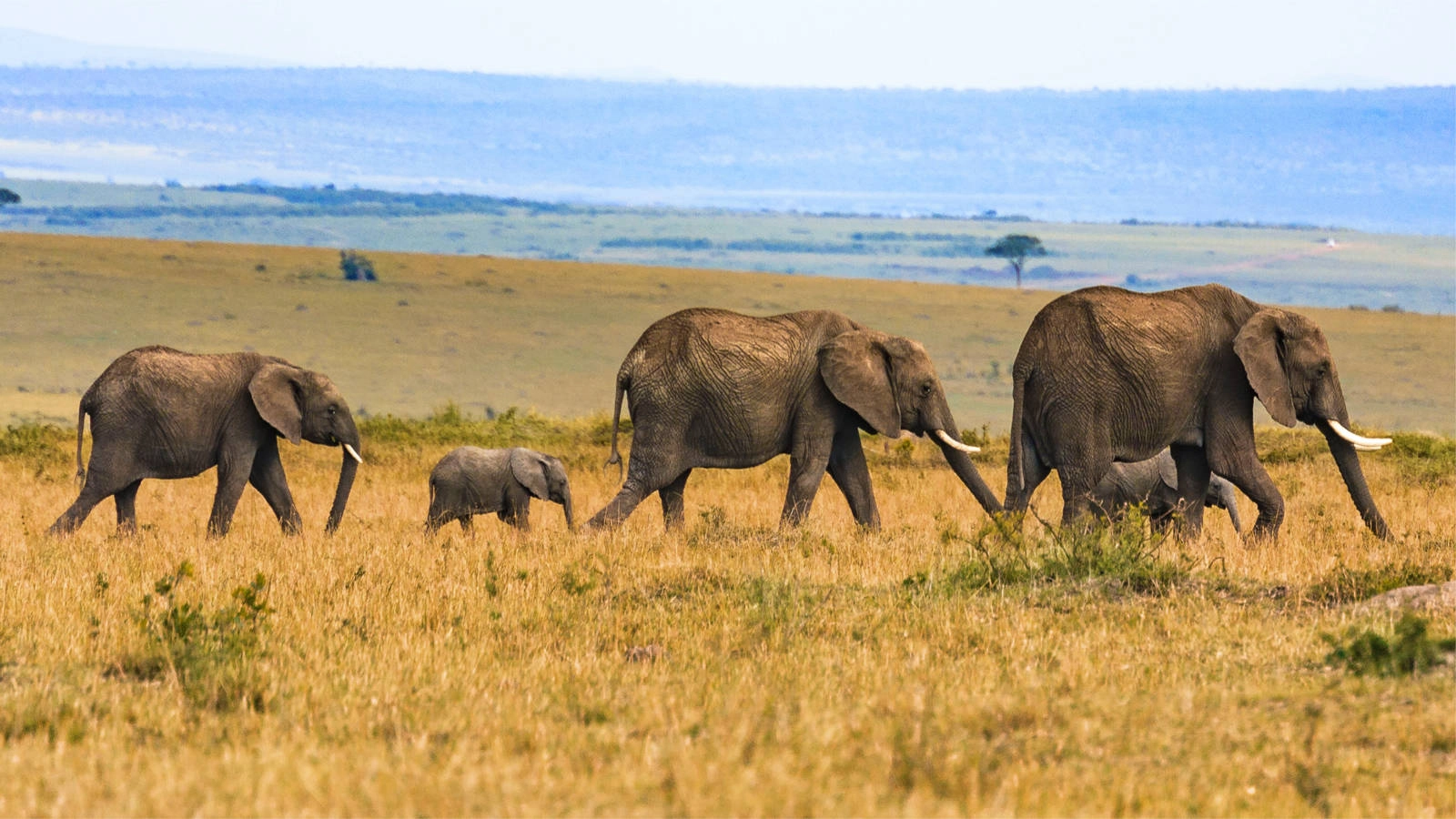 Safari in Kenya