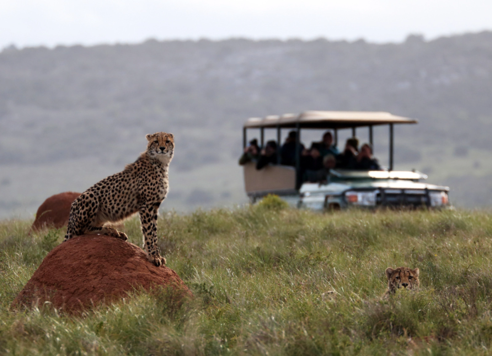Safari in Kenya