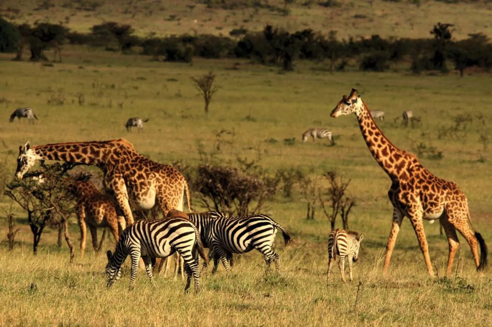 Safari in Kenya