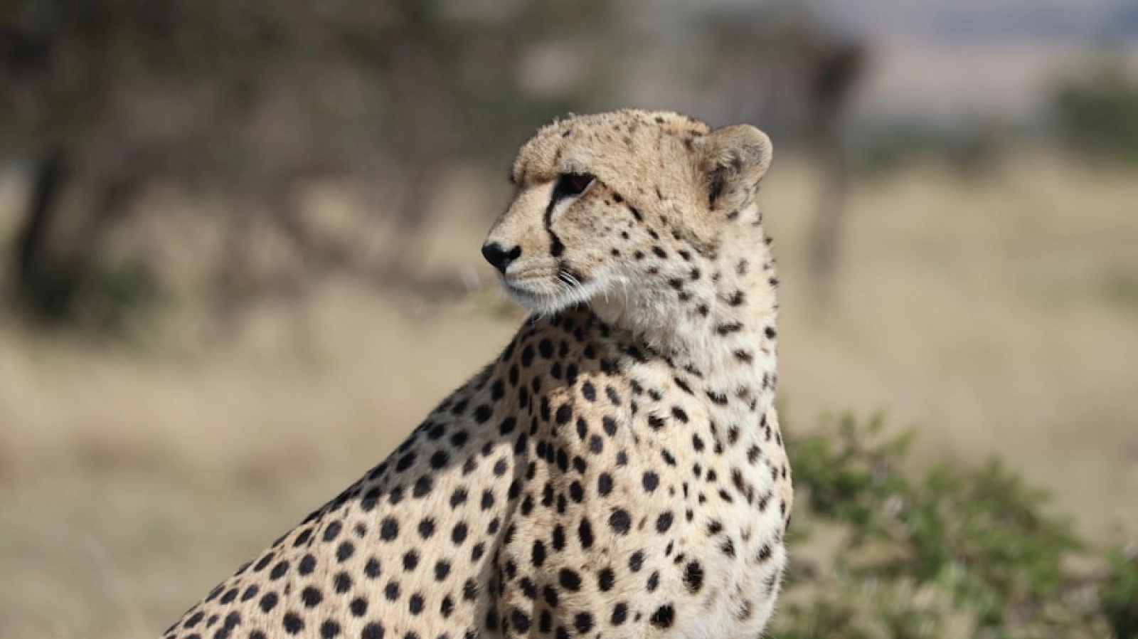 Safari in Kenya