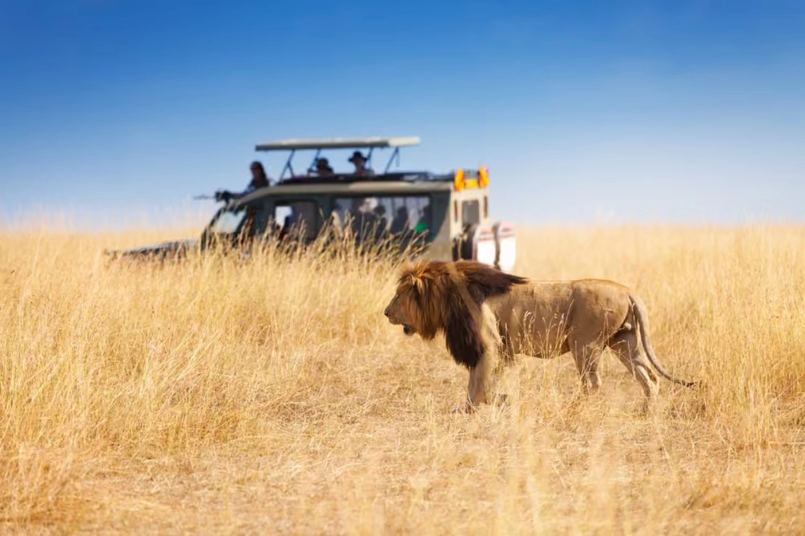 Safari in Kenya