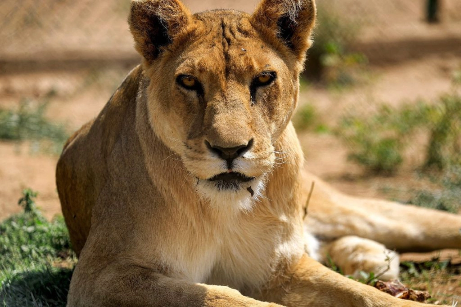 Safari in Kenya