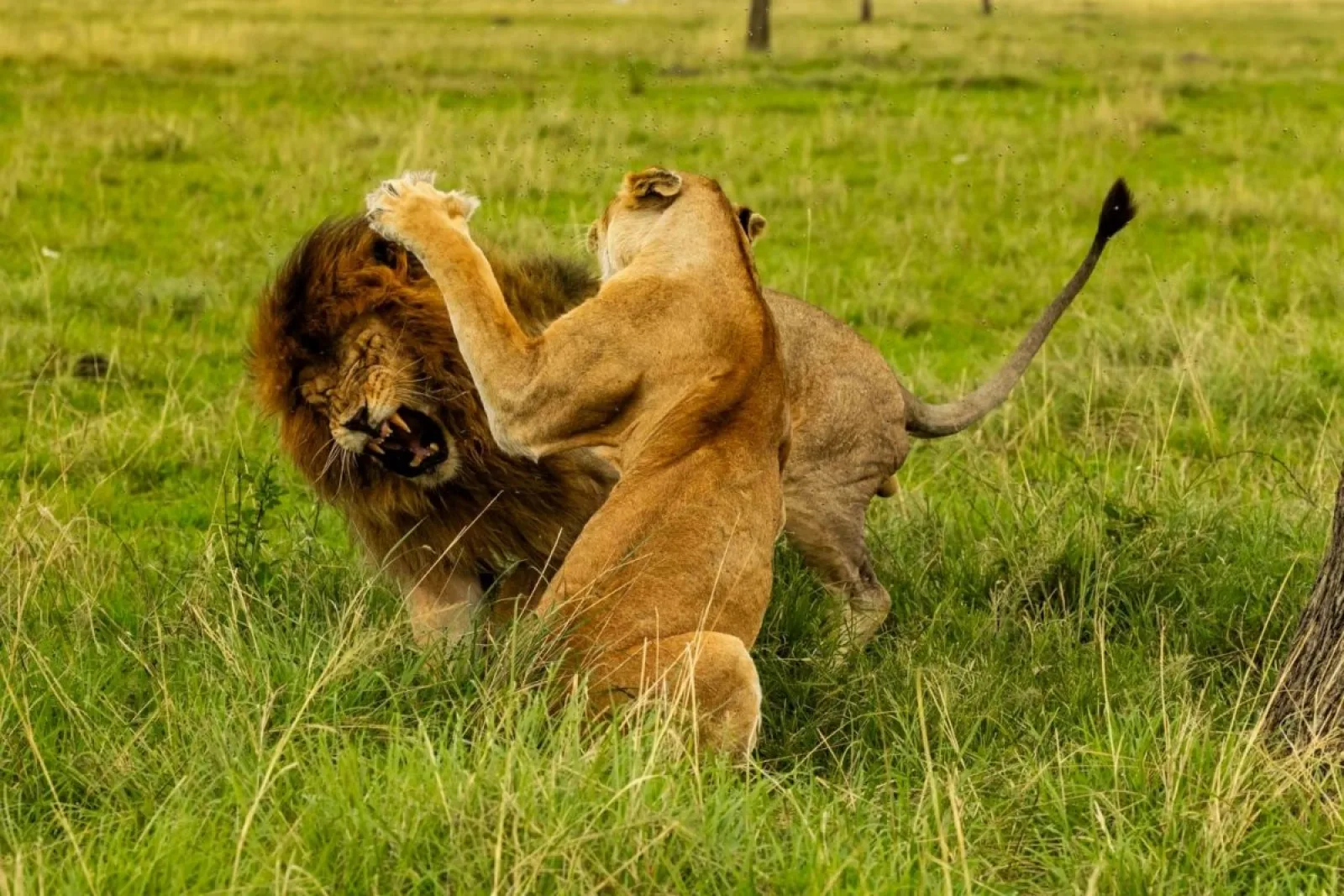 Safari in Kenya