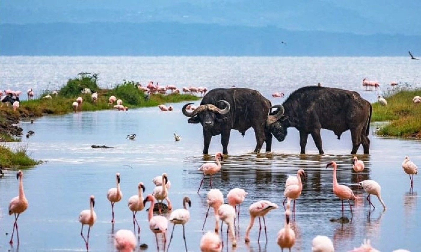 Safari in Kenya