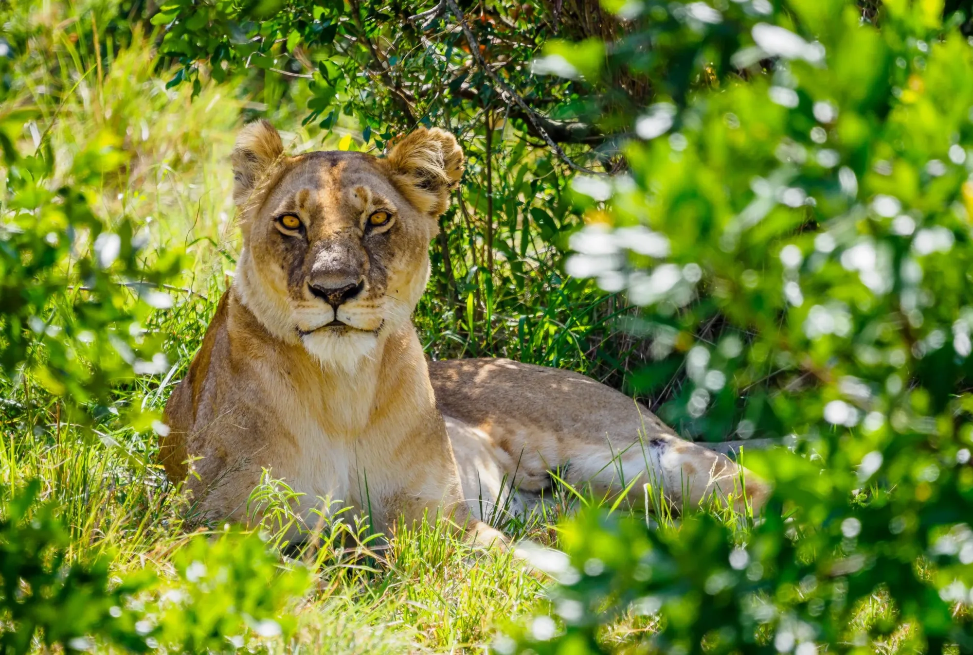 Safari in Kenya