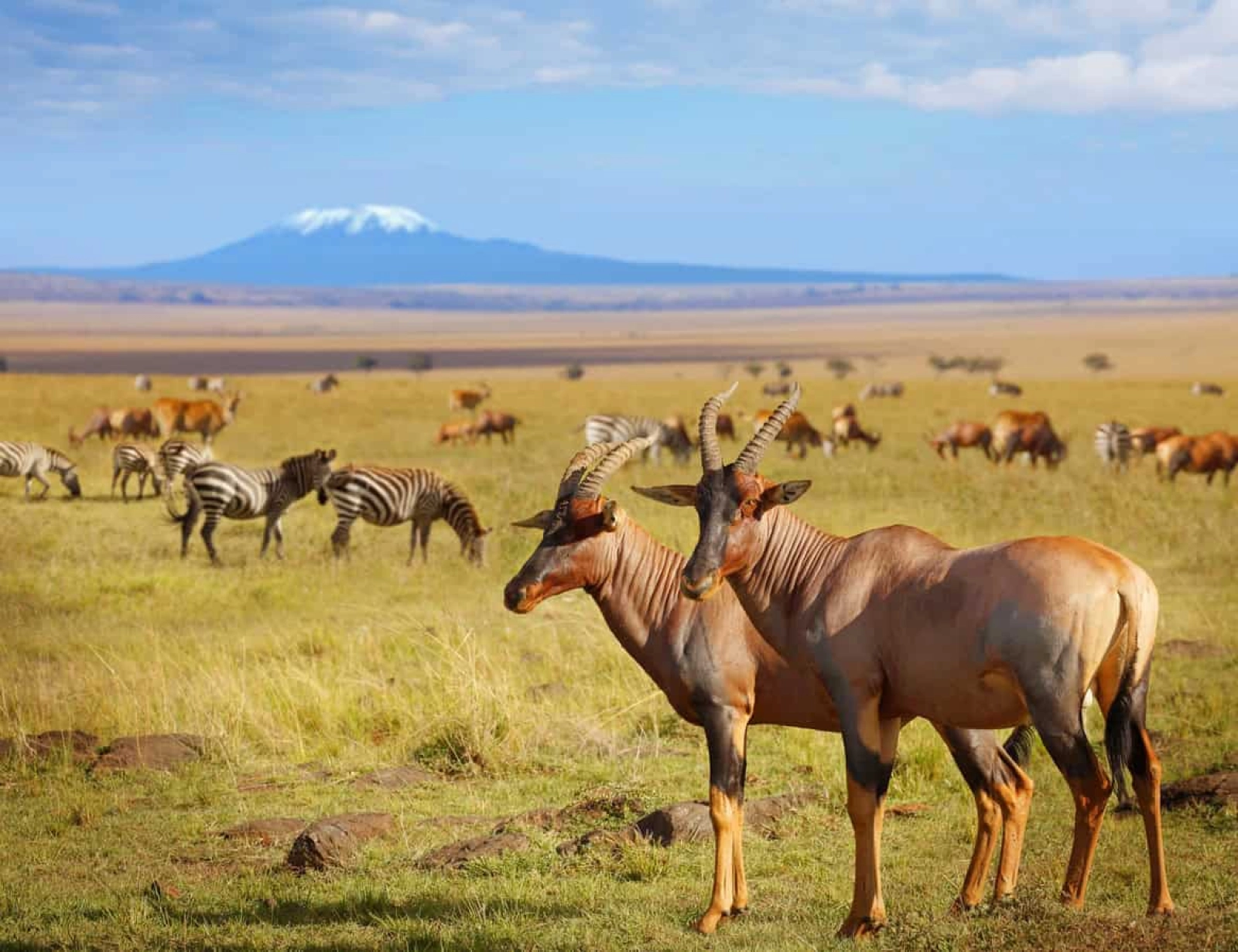 Safari in Kenya