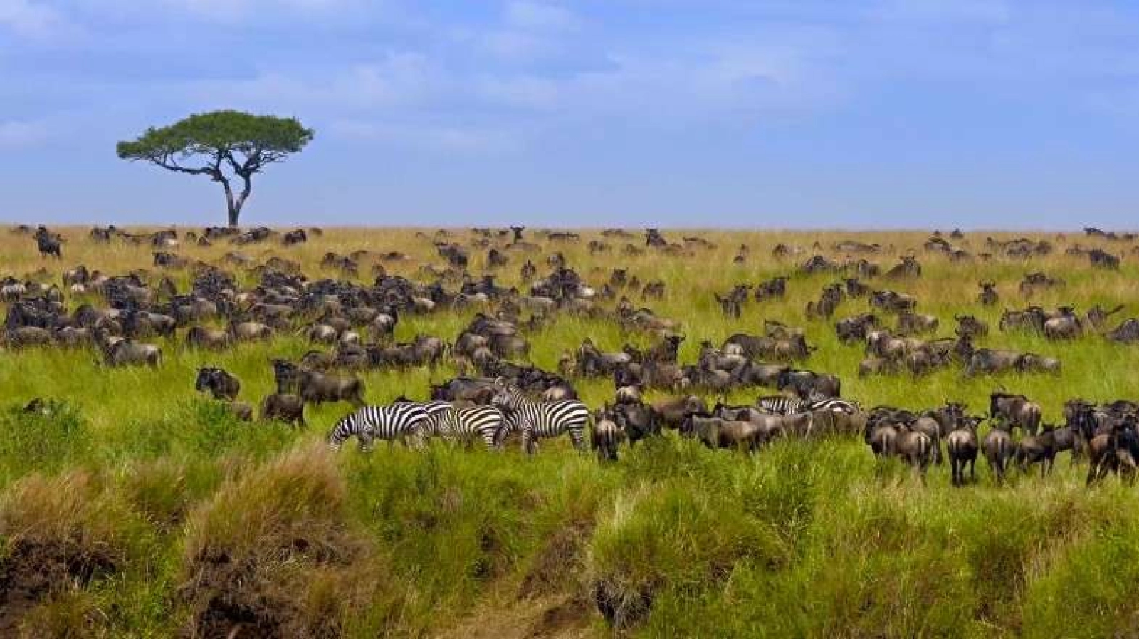 Safari in Kenya