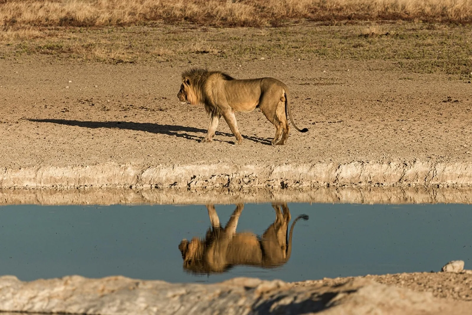 Safari in Kenya