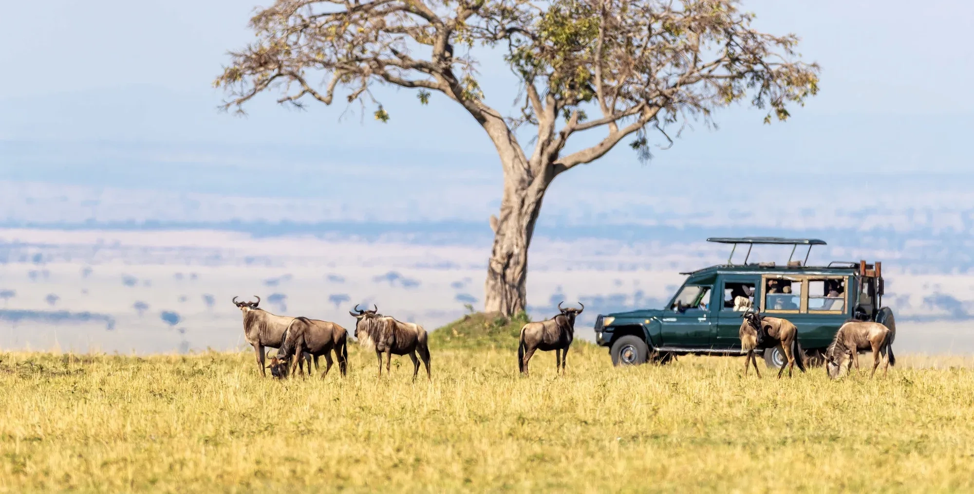 Safari in Kenya