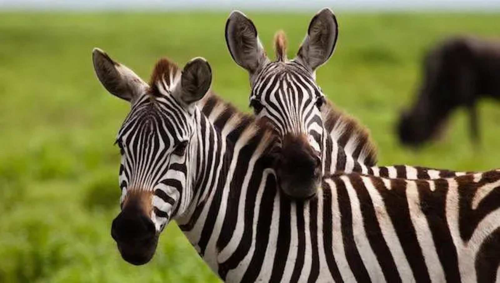 Safari in Kenya