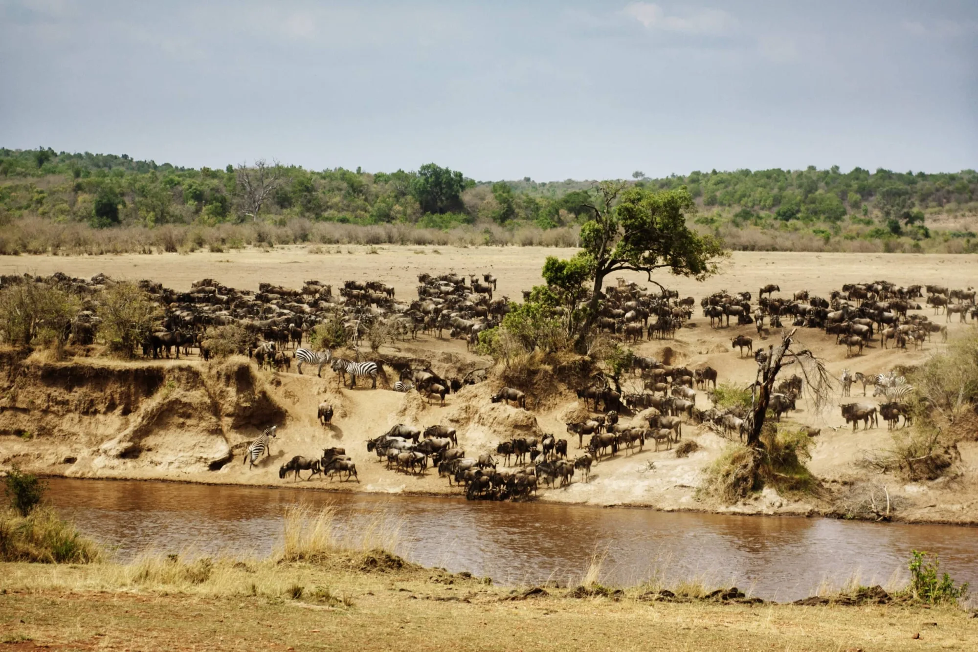Safari in Kenya