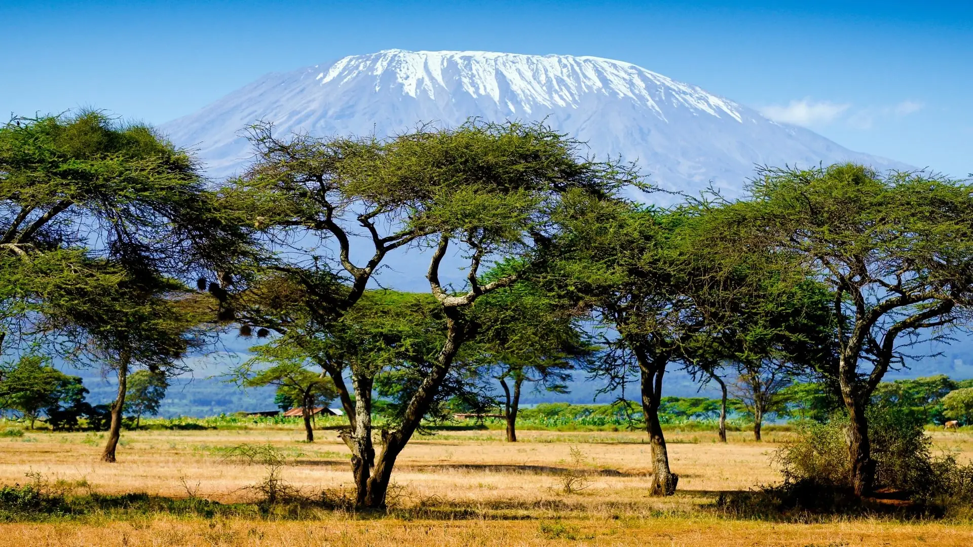Safari in Kenya