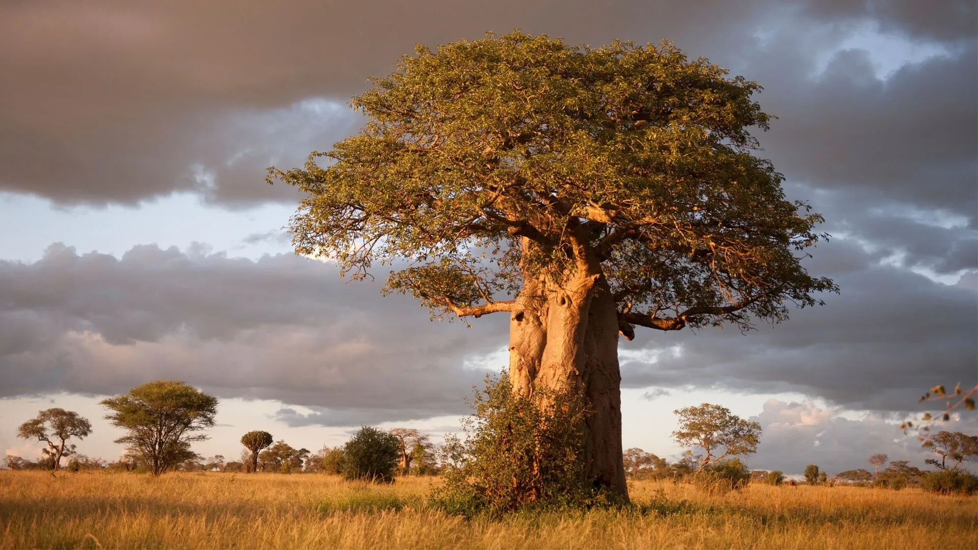Safari in Kenya
