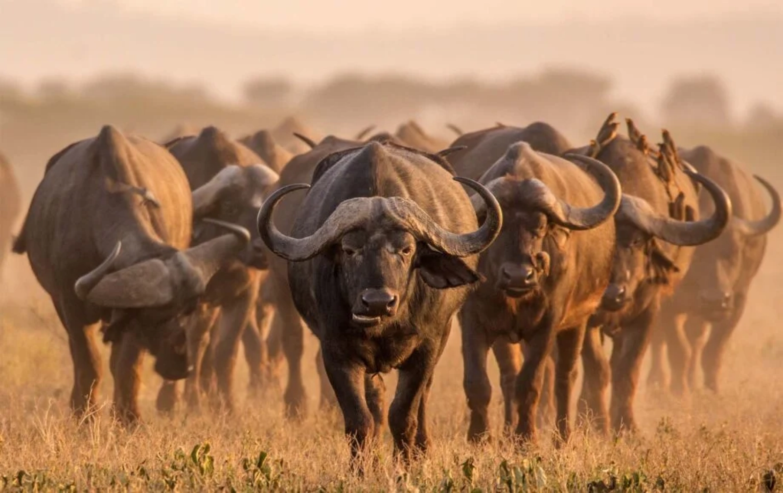 Safari in Kenya