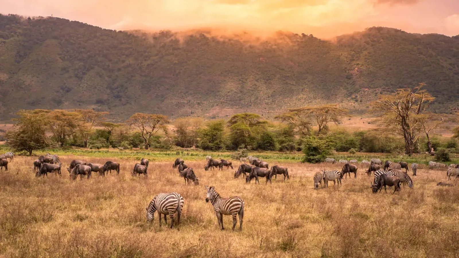 Safari in Kenya