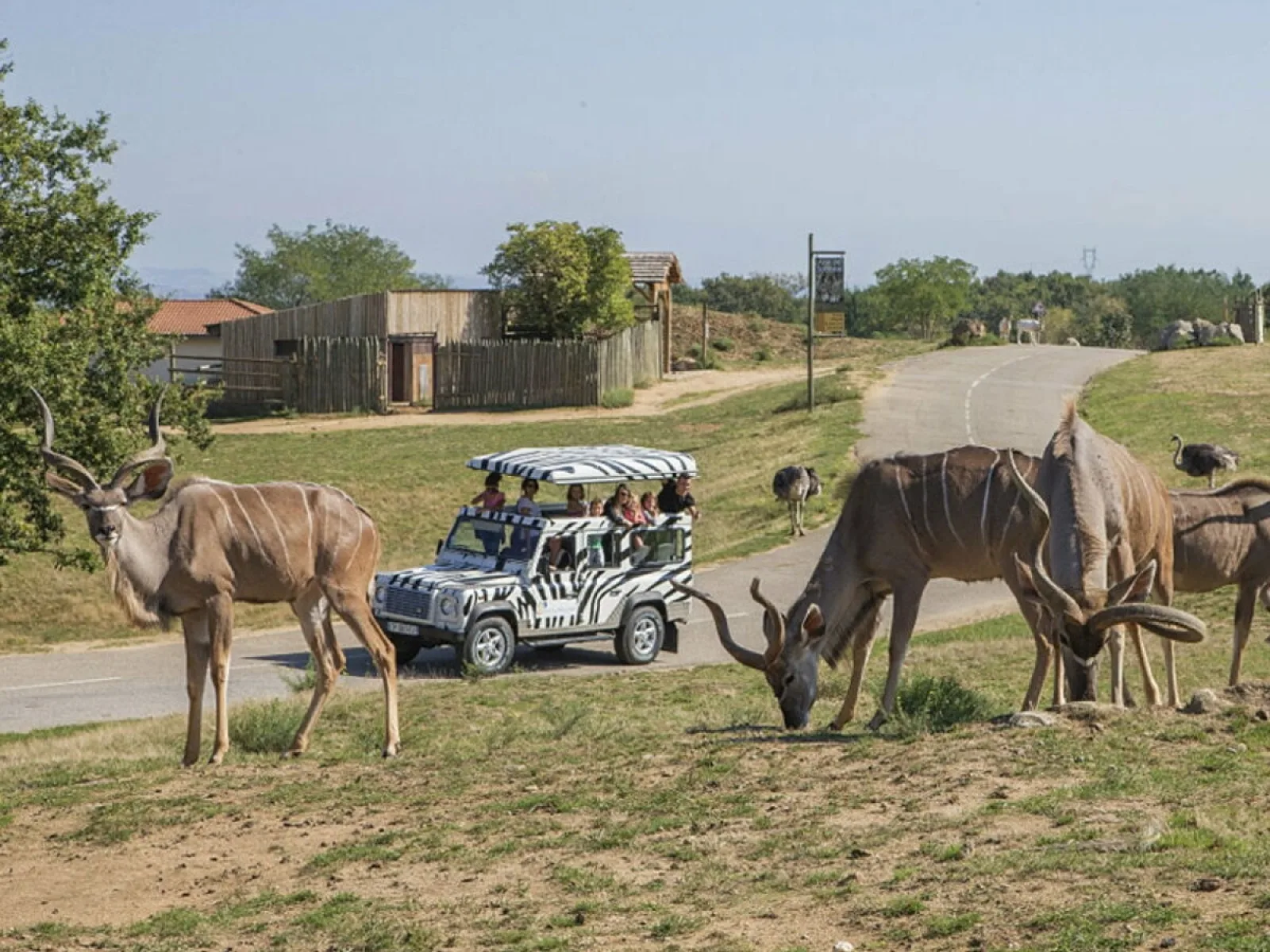 Safari in Kenya
