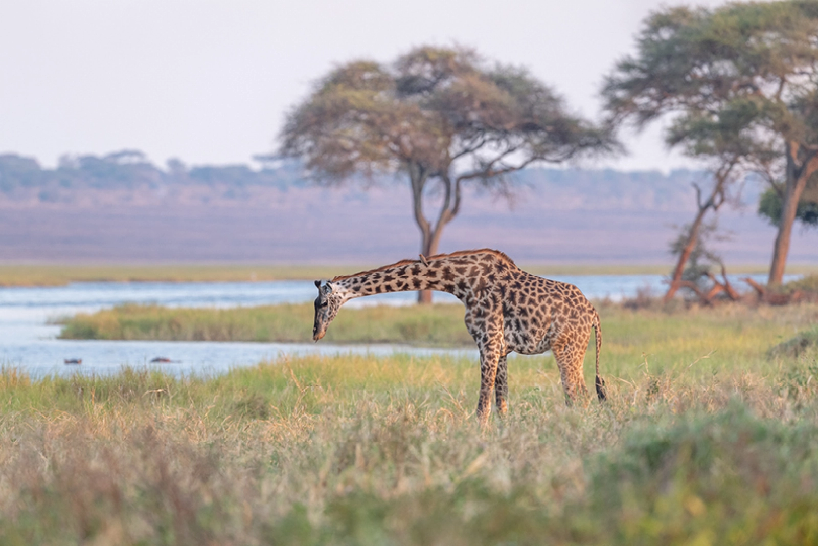 Safari in Kenya