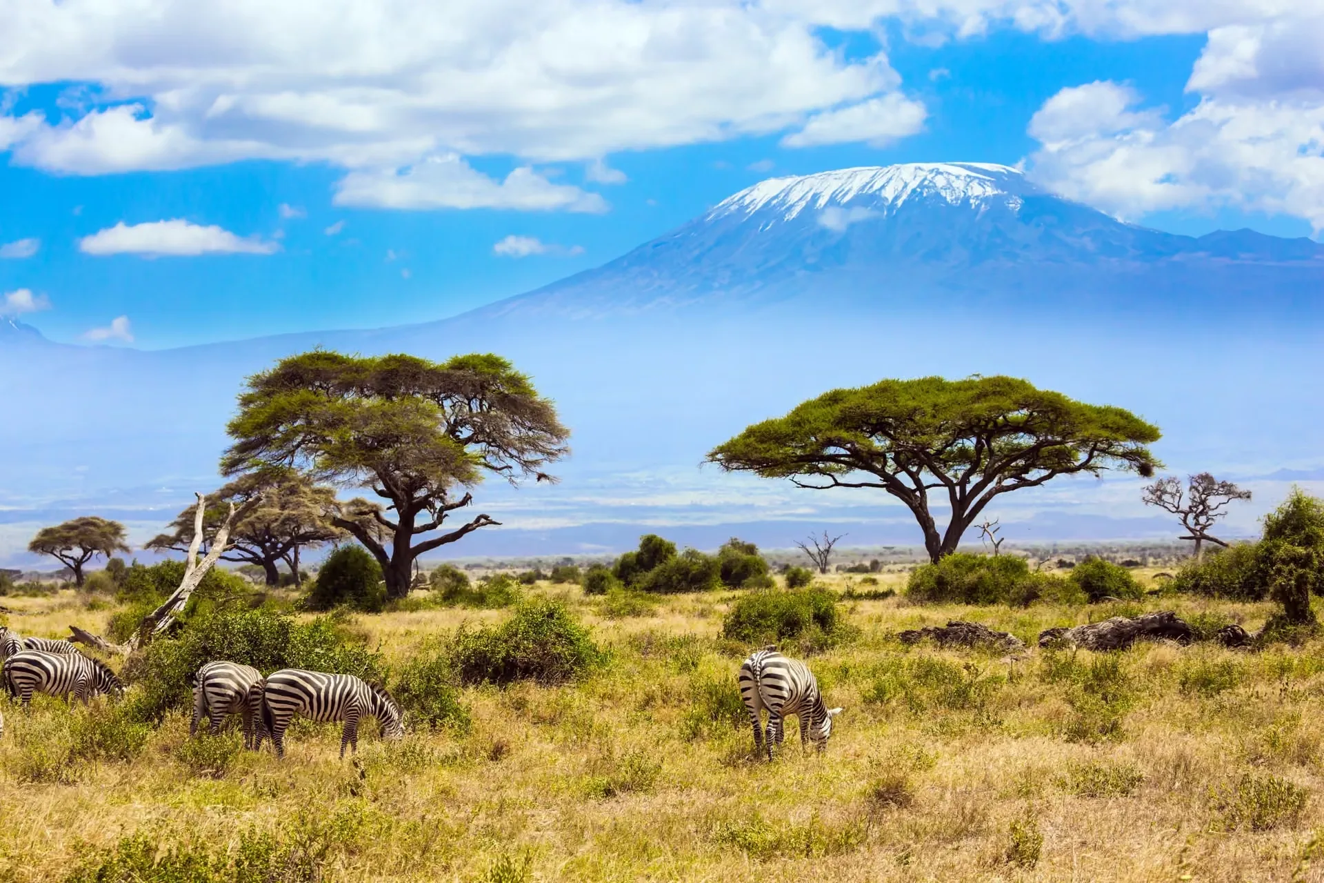 Safari in Kenya