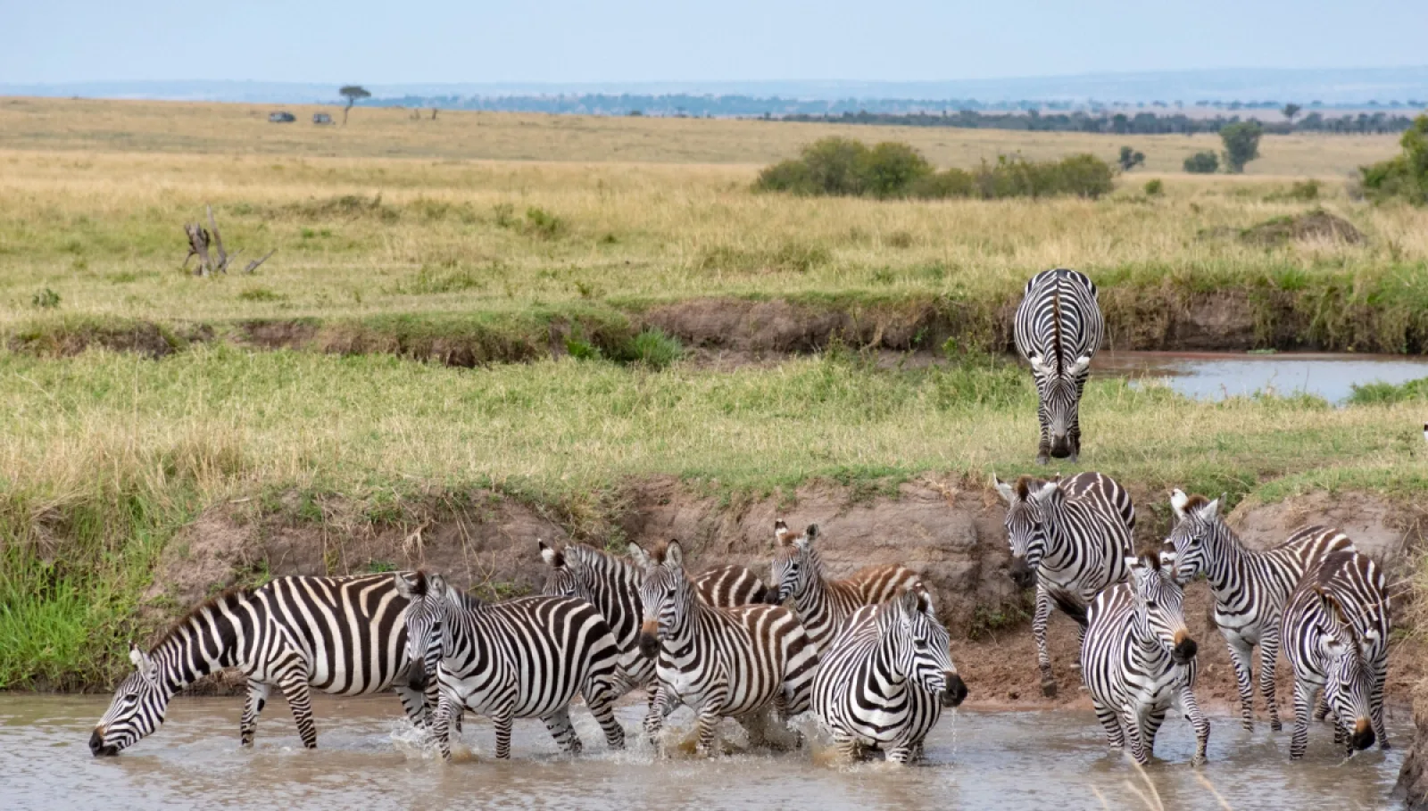 Safari in Kenya