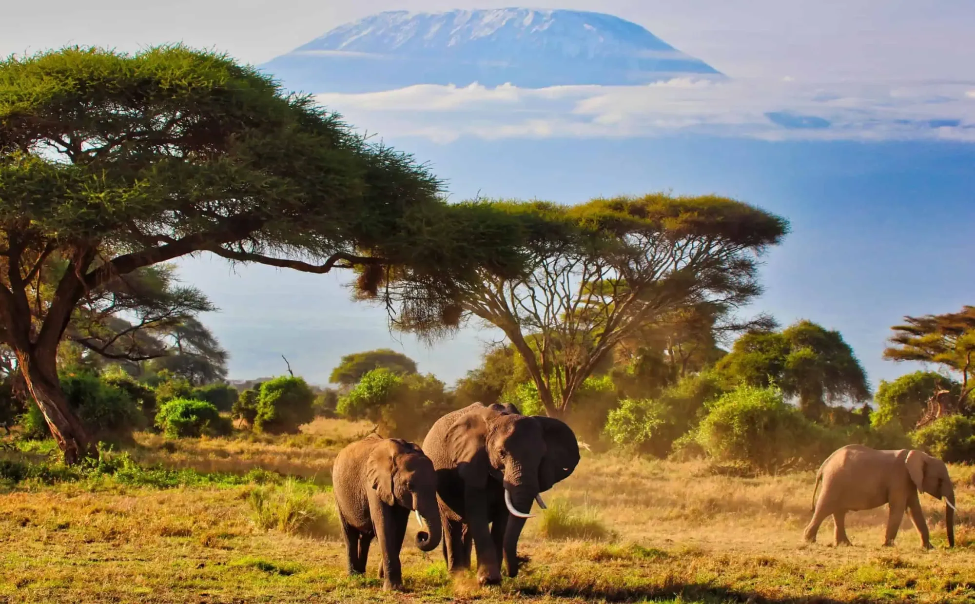 Safari in Kenya
