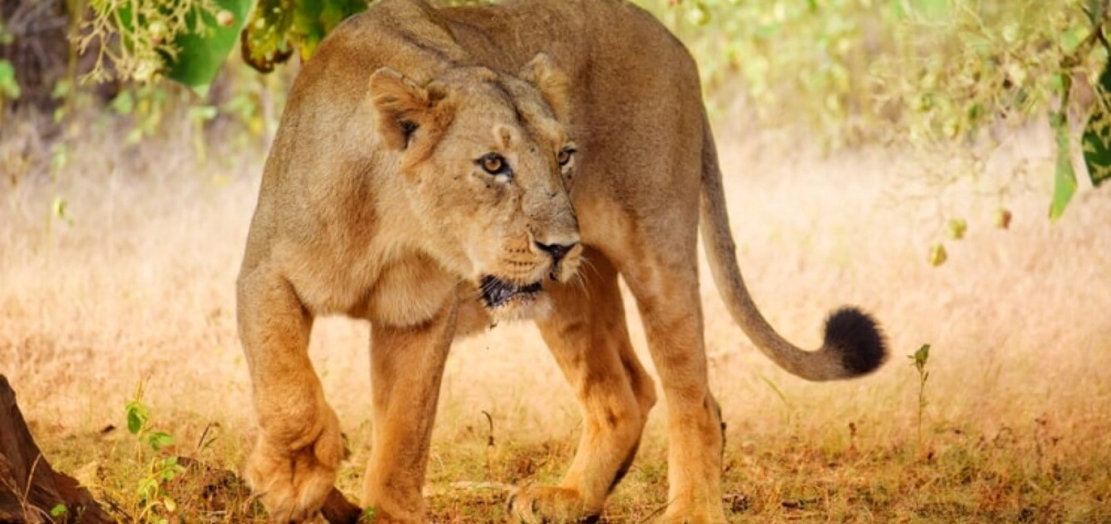 Safari in Kenya
