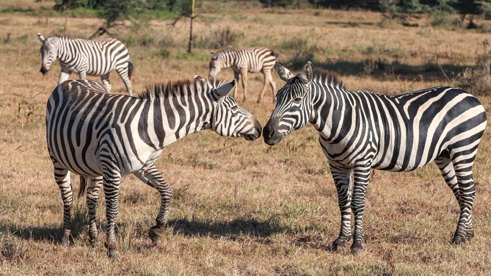 Safari in Kenya