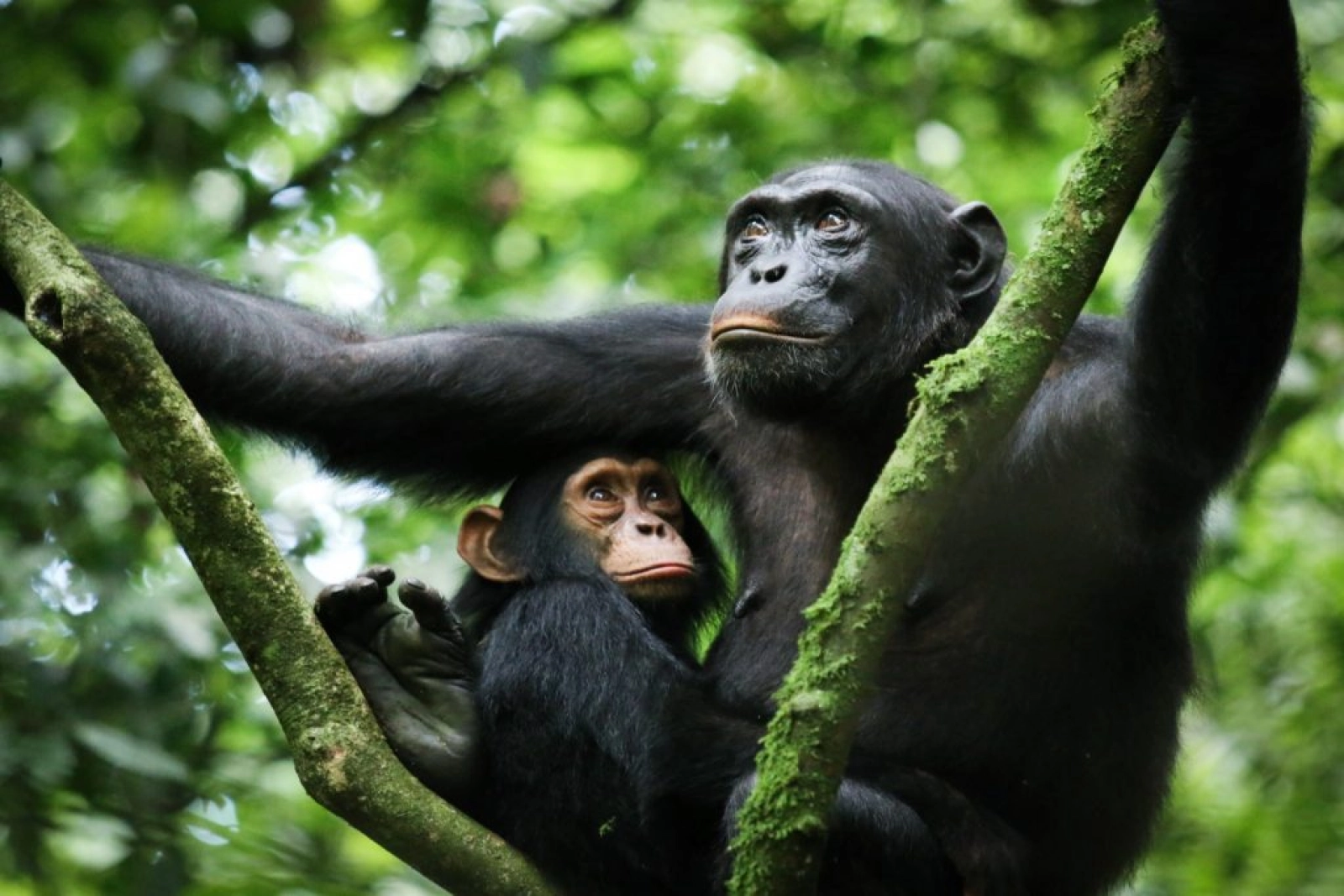 Safari in Kibale