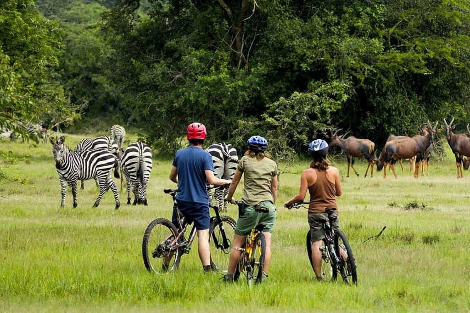 Safari in Lake Mburo