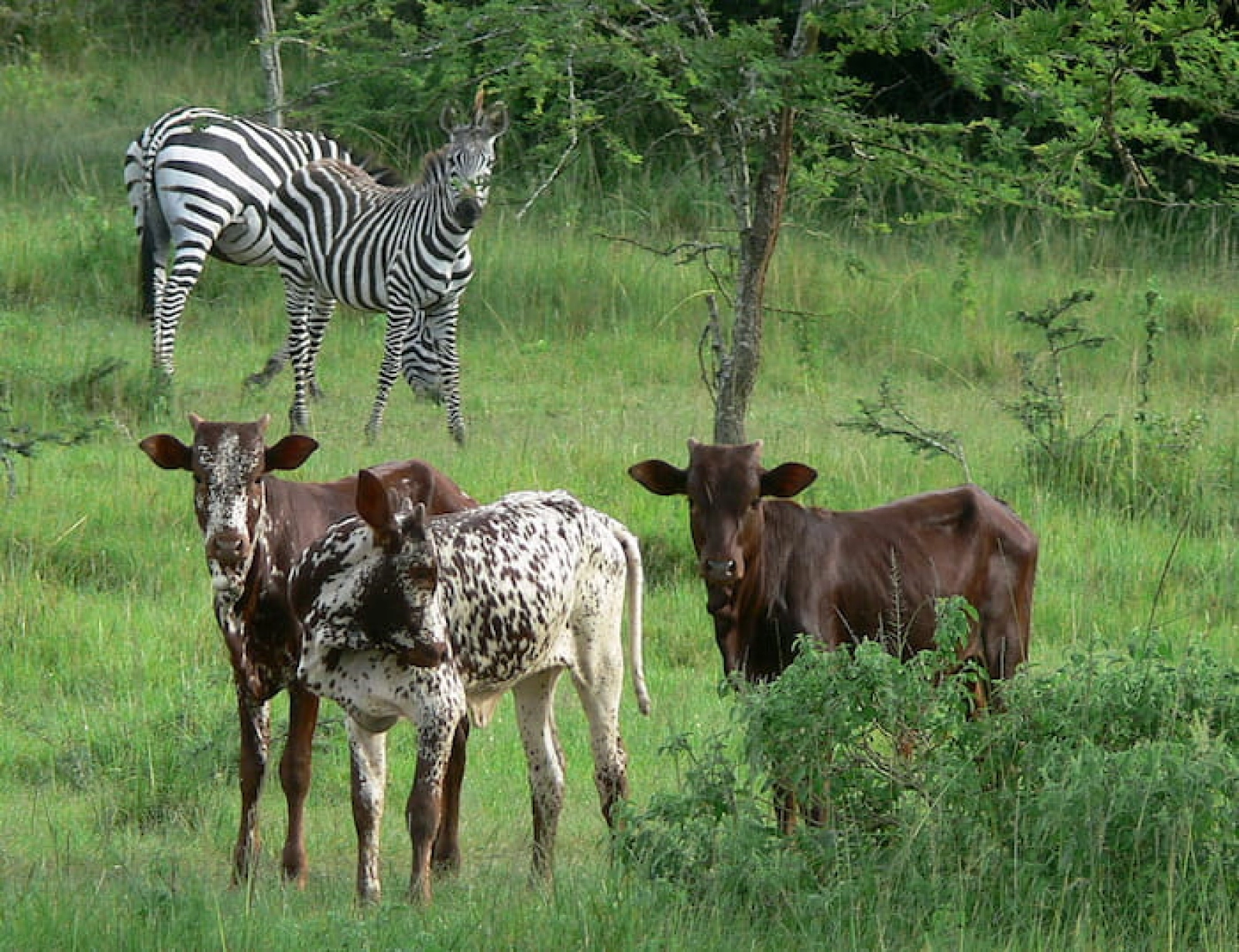 Safari in Lake Mburo
