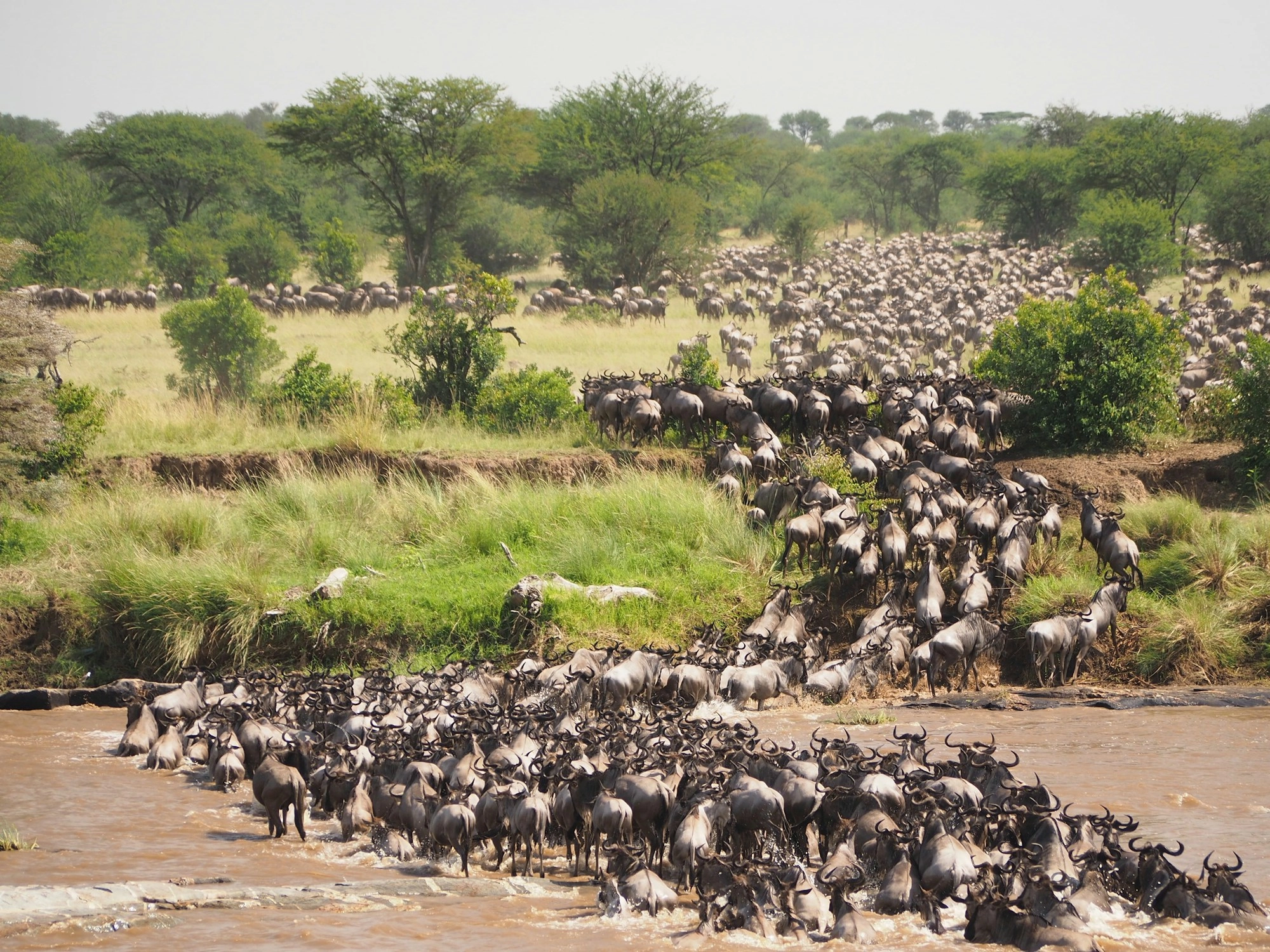 Safari in Masai Mara