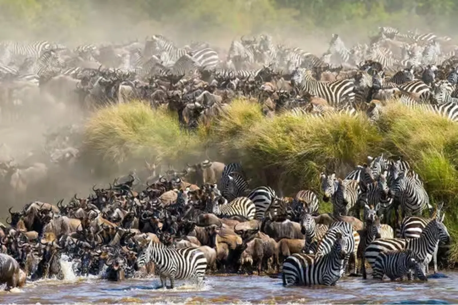 Safari in Masai Mara