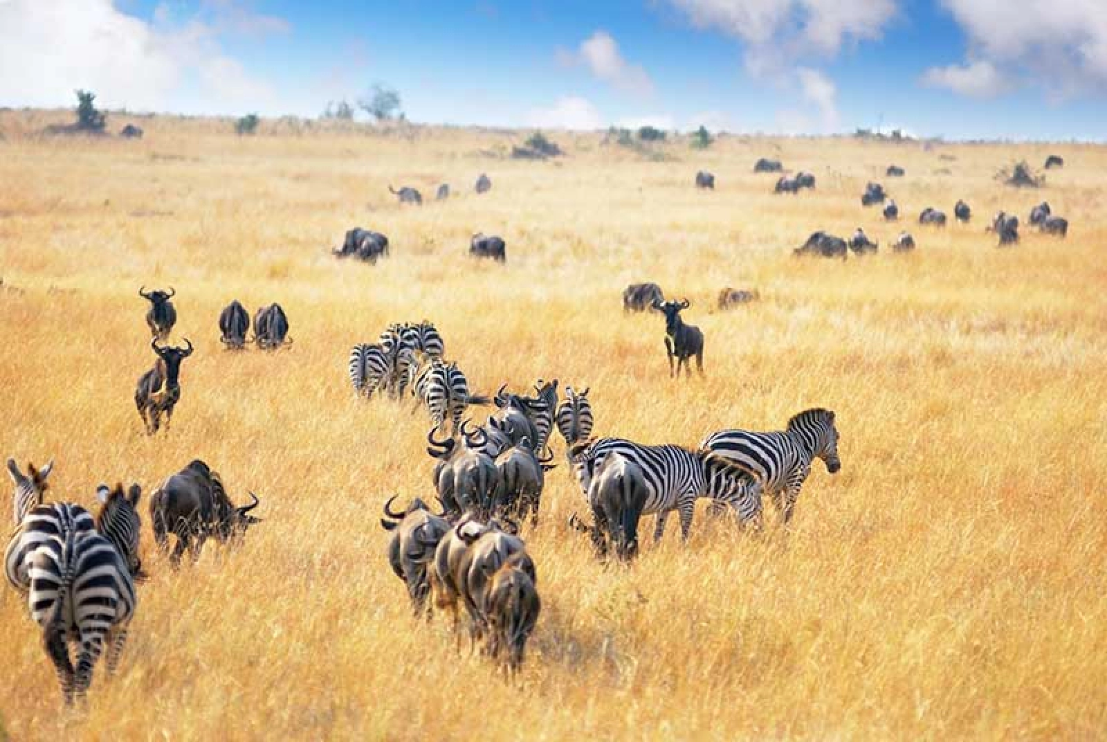 Safari in Masai Mara